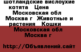 шотландские вислоухие котята › Цена ­ 7 000 - Московская обл., Москва г. Животные и растения » Кошки   . Московская обл.,Москва г.